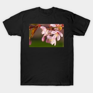 Cehrry Blossom T-Shirt